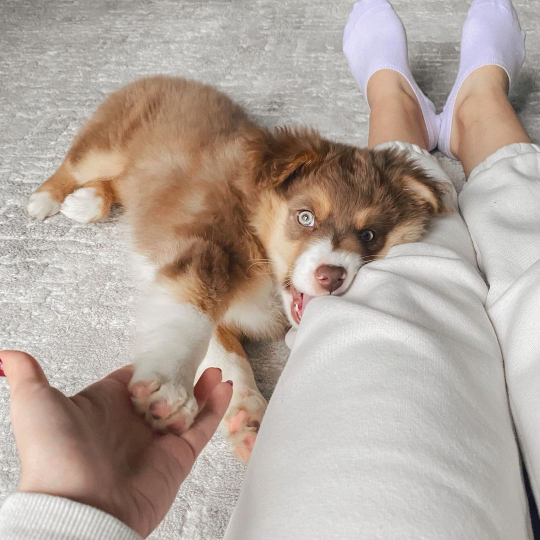 Australian Shepherd Welpe von welpengeb.de